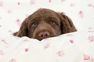 Fabric: Dog - 14 week old Sussex Spaniel puppy on fabric