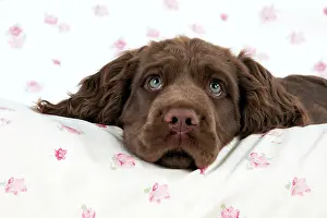 Fabric: Dog - 14 week old Sussex Spaniel puppy on fabric