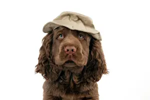 Floppy: Dog - 14 week old Sussex Spaniel puppy wearing a