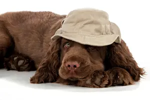 Floppy: Dog - 14 week old Sussex Spaniel puppy wearing a