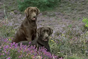 070917: DOG. 2x Chocolate labrador Retrievers sitting in Heather