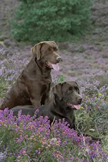 070917: DOG. 2x Chocolate labrador Retrievers sitting in Heather