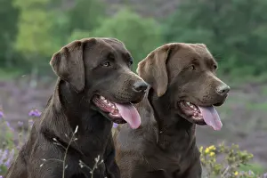070917: DOG. 2x Chocolate labrador Retrievers sitting in Heather