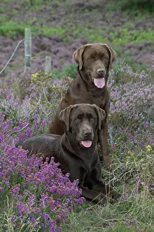 070917: DOG. 2x Chocolate labrador Retrievers sitting in Heather
