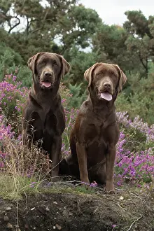 070917: DOG. 2x Chocolate labrador Retrievers sitting in Heather