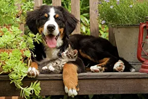 Dog - 3 month old Bernese Mountain Dog puppy on