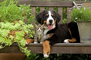 Bench: Dog - 3 month old Bernese Mountain Dog puppy on