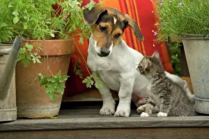 Jack: Dog - 3 month old Jack Russell Terrier Puppy with