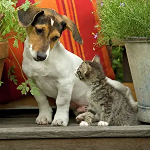 Jack: Dog - 3 month old Jack Russell Terrier Puppy with