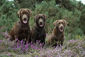 070917: DOG. 3x Chocolate labrador Retrievers sitting in Heather