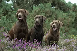 070917: DOG. 3x Chocolate labrador Retrievers sitting in Heather