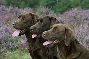 070917: DOG. 3x Chocolate labrador Retrievers sitting in Heather