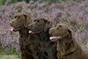 070917: DOG. 3x Chocolate labrador Retrievers sitting in Heather