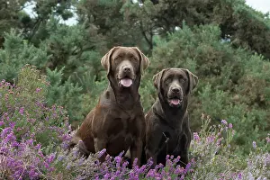 070917: DOG. 3x Chocolate labrador Retrievers sitting in Heather