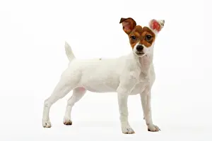 Russel: Dog - 4 month old Jack Russel puppy