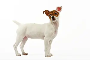 Russel: Dog - 4 month old Jack Russel puppy