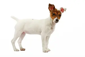 Russel: Dog - 4 month old Jack Russel puppy