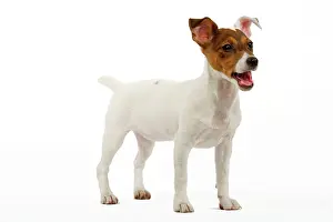 Russel: Dog - 4 month old Jack Russel puppy