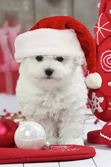Frise: Dog