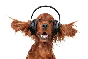 Headphones: Dog