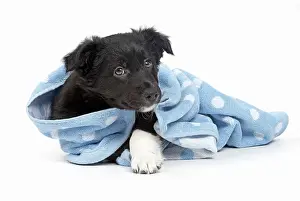 Wrapped: Dog