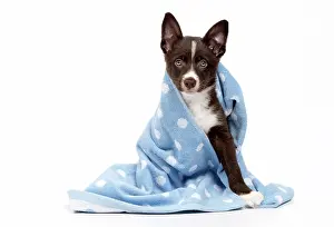 Wrapped: Dog