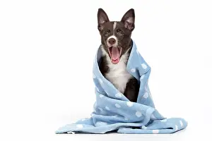 Wrapped: Dog