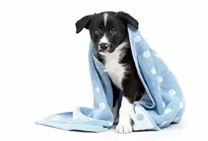 Wrapped: Dog