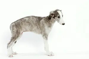 Borzoi: Dog - 6 week old Borzoi puppy in studio