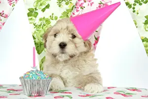Cakes: Dog - 7 week old Lhasa Apso cross Shih Tzu puppy