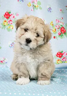 Thoughful: Dog. - 7 weeks old Lhasa Apso cross Shih Tzu
