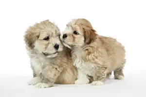 Dog - 7 weeks old Lhasa Apso cross Shih Tzu puppies