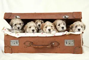 Rows: Dog - 7 weeks old Lhasa Apso cross Shih Tzu puppies