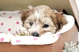 Suitcase: Dog - 7 weeks old Lhasa Apso cross Shih Tzu puppy