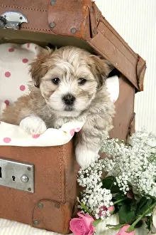 Suitcase: Dog - 7 weeks old Lhasa Apso cross Shih Tzu puppy