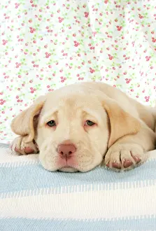 Worried: Dog. 8 week old labrador puppy