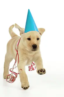 Streamers: Dog. 8 week old labrador puppy in party hat and streamers