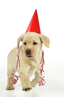 Streamers: Dog. 8 week old labrador puppy in party hat and streamers