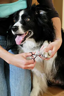 Clipping: Dog. Adult dog with owner using scissors to trim
