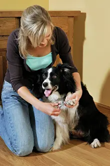 Clipping: Dog. Adult dog with owner using scissors to trim
