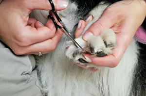 Clipping: Dog. Adult dog with owner using scissors to trim