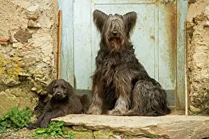Scruffy: Dog - adult with puppy sitting outside French house