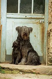 Scruffy: Dog - adult with puppy sitting outside French house