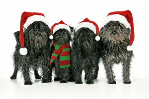 Affenpinschers: DOG. Affenpinscher 4 together