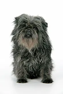 Affenpinschers: DOG. Affenpinscher
