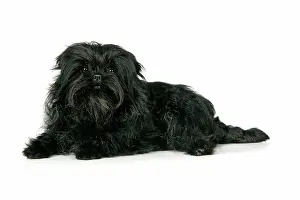 Affenpinschers: DOG. Affenpinscher