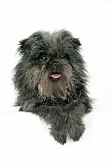 Affenpinschers: DOG. Affenpinscher