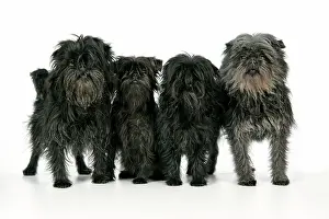 Affenpinschers: DOG. Affenpinscher