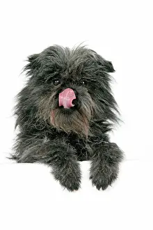 Affenpinschers: DOG. Affenpinscher