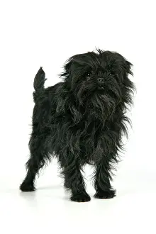 Affenpinschers: DOG. Affenpinscher